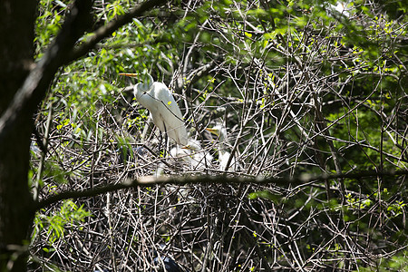 大Egret 看着它的鸡多样性科学翅膀白鹭环境动物群生态野生动物脊椎动物生物图片