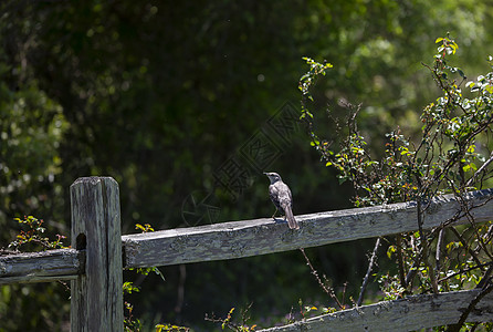 北嘲笑鸟在栅栏上翅膀荒野生活鸣禽野生动物木头边界动物群脊椎动物生物学图片