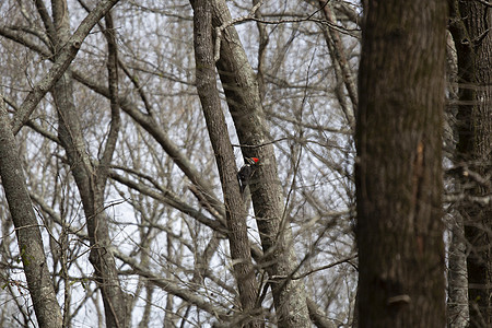 剪碎的木鸟啄木鸟森林动物群多样性荒野生物生物学木头场景生活图片