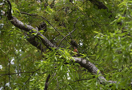 美国罗宾在树林上场景生物鸣禽生活生态羽毛植被生物学荒野保护图片