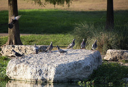 石鸽登陆翅膀账单脊椎动物生物学生活场景鸽子荒野岩石动物群图片