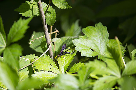 身穿便服的贝西格山蜂场景骨骼触角生态生物毒液植物科学生活环境图片