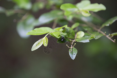 泥土道伯管管生物翅膀风景昆虫学生长多样性昆虫环境冷血动物群图片