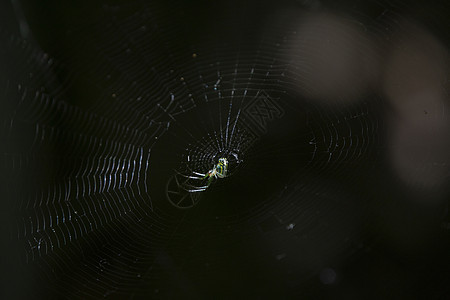 金星果园蜘蛛图片