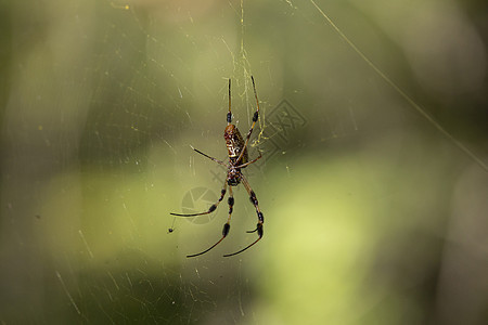 金圆形织物蜘蛛害虫动物群昆虫编织骨骼球体网络生活环境捕食者图片