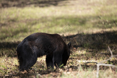 年青熊年荒野生物毛皮风景生态地面脊椎动物哺乳动物科学植被图片
