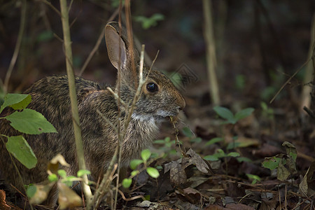 东棉花尾兔兔子荒野生物打猎生态动物群场景环境野生动物脊椎动物图片