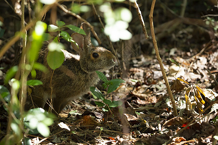 东棉花尾兔耳朵动物群边缘动物荒野森林环境科学生物野生动物图片