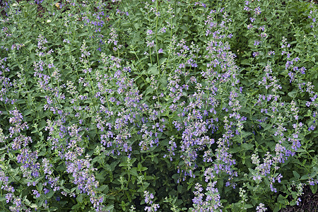 Catmint 花花的贴近图像图片