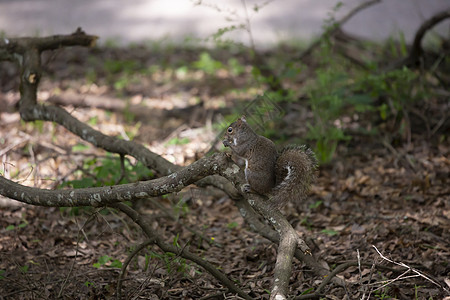 熏鱼松鼠动物群美丽林地风景小动物多样性生物场景野生动物生态图片