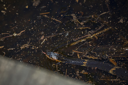 广泛禁止的水蛇游泳动物群脊椎动物生活多样性美丽生物野生动物环境动物沼泽图片