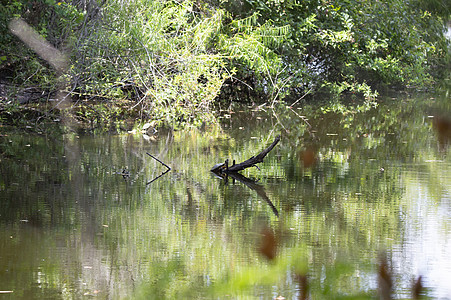 红面滑动器生物野生动物科学淡水动物群荒野冷血风景树叶池塘图片