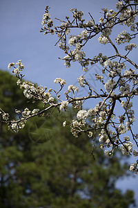 布拉德福德梨树上的鲜花风景多样性科学生态生物学形式绿色植物生命植物学环境图片