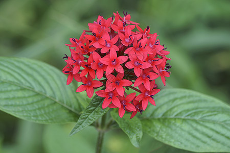 埃及星团鲜花的近视图像被子植物群植物学五角星明星花朵生物生物学植物星花图片