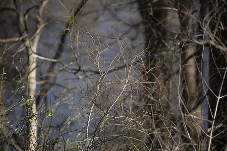 沼泽水上的布拉布尔植物图片