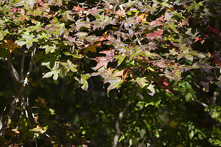 秋天变换的甜果树叶图片