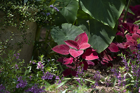 紫色柯勒斯植物园花园中的叶子图片