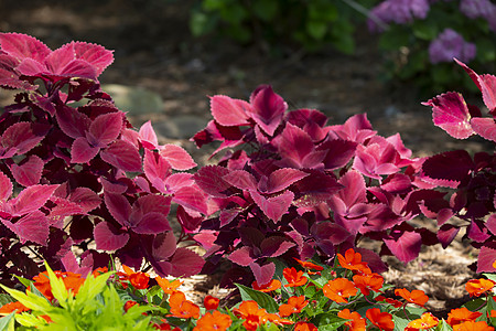 紫花草植物叶生长栽培园艺紫色场景护理绿色植物花朵生活生命图片