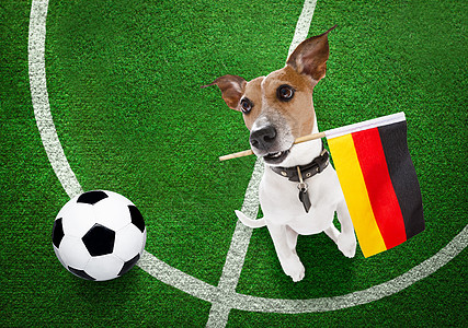 足球足球运动员狗乐趣杯子闲暇健身房优胜者培训师分数动物小猎犬宠物图片