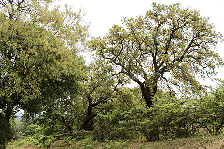 Arrabida山的科克橡树林叶子环境树干软木地标树叶木头森林牧场城市图片