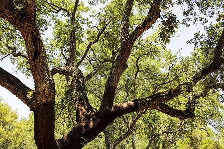 Arrabida山的科克橡树林森林软木荒野太阳旅游树干四肢橡木季节旅行图片
