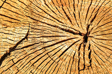 切割树干环纹理生活桉树生长材料木匠历史棕色木头树桩同心图片