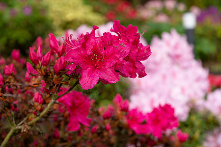 阿扎利 罗多登德龙公园生长植物群花园灌木植被花瓣花坛园艺花艺图片
