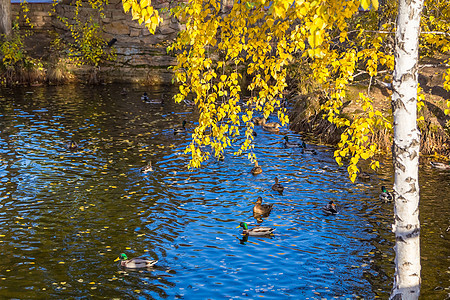 几个鸭子在公园的池塘里游泳 寻找食物桦木季节鸟类水鸟羽毛荒野野鸟翅膀叶子动物图片