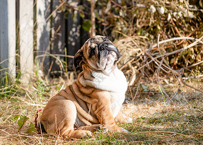 红英英国公牛犬在阳光明媚的白天站在干草地上散步棕色牛犬足迹小狗哺乳动物宠物斗牛犬朋友动物犬类图片