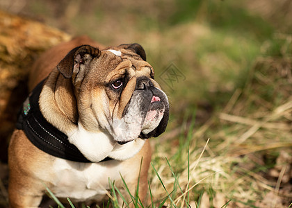 红英英国公牛犬在阳光明媚的白天站在干草地上散步棕色哺乳动物小狗牛犬朋友犬类宠物动物足迹斗牛犬图片