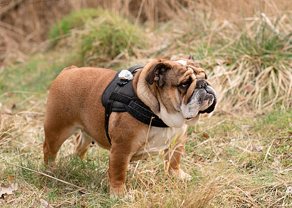 红英英国公牛犬在阳光明媚的白天站在干草地上散步小狗棕色犬类宠物朋友哺乳动物斗牛犬牛犬足迹动物图片