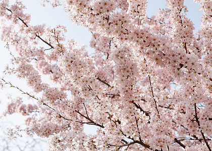 在春天温暖的白天 粉红色花枝开花白色花朵天空叶子植物群樱花绿色花园粉色公园图片