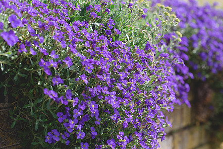 在围栏上装饰Aubrieta的花朵图片