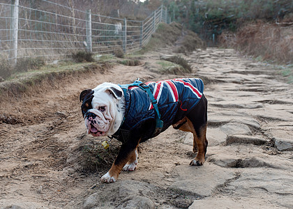 黑人和白人英语英国斗牛犬在徒步行走图片