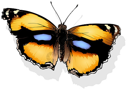 黄三色堇蝴蝶图片