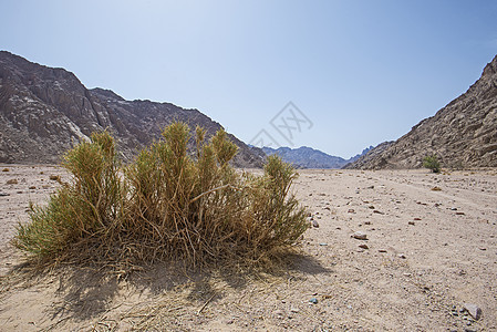 巴伦沙漠地貌 炎热气候和灌木丛荒野公园环境地面爬坡沙漠山脉衬套踪迹植物图片