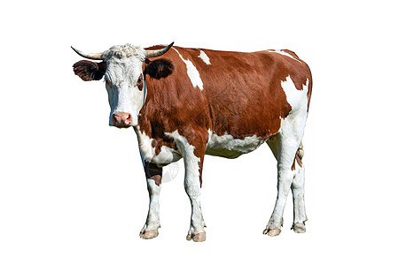 乳奶白奶牛和棕褐奶牛站立棕色食物动物女性农场挤奶牛奶奶制品农田图片