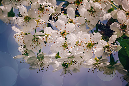 鲜花樱桃与蓝天的分枝办公室植物学花朵季节粉色蓝色植物群花瓣天空绿色图片