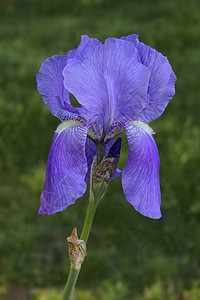 甜蜜的爱丽丝花胡子植物学植物生物生物学鸢尾花杂交种鸢尾植物群被子图片