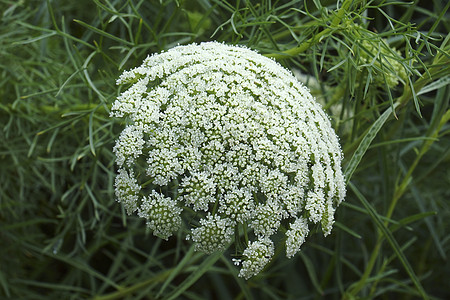 野胡萝卜花的贴近画面花边生物学鸟巢花朵主教伞形植物学被子植物园艺图片