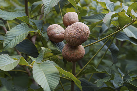 黄花果被子生物植物学植物手榴莲种子水果生物学植物群园艺图片