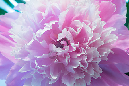 粉红小马的特写牡丹花牡丹粉色设计季节植物花期花束园艺花瓣图片