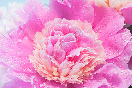 粉红小马的特写牡丹花设计花期园艺花艺粉色粉红色花园牡丹植物图片