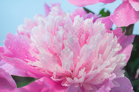 粉红小马的特写花束园艺粉色花瓣牡丹花设计花艺宏观花朵牡丹图片