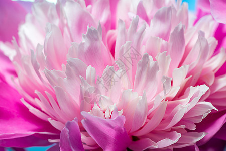 粉红小马的特写粉红色植物群宏观花期园艺植物粉色牡丹牡丹花花朵图片