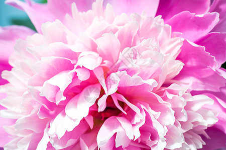 粉红小马的特写粉色花园牡丹花粉红色植物花期植物群花艺花瓣牡丹图片