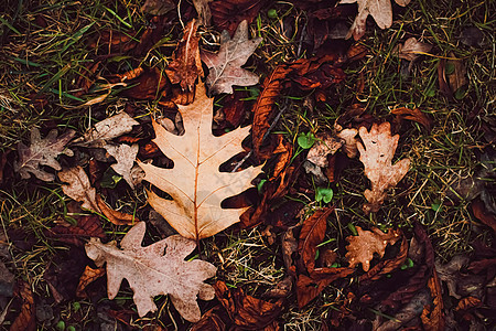 秋季 寒冷天气和秋季的地面干叶橙子绿色叶子黄色森林红色植物季节棕色树叶图片