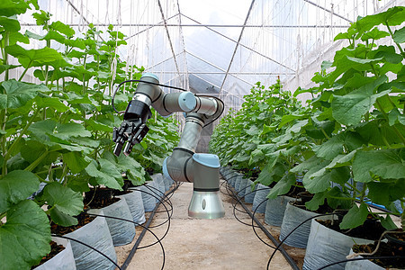 安装在温室内的智能机器人 为了关心和帮助农民收获农场的农业 4 0 概念图片