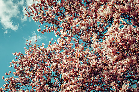 春天的粉红色花朵木兰树公园天空植物植物群季节花瓣植物学叶子玉兰生长图片