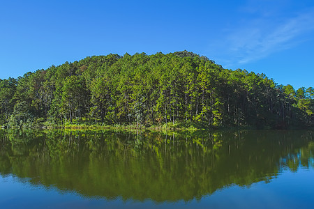 美丽的松树林 庞欧恩储藏处的良好环境背景